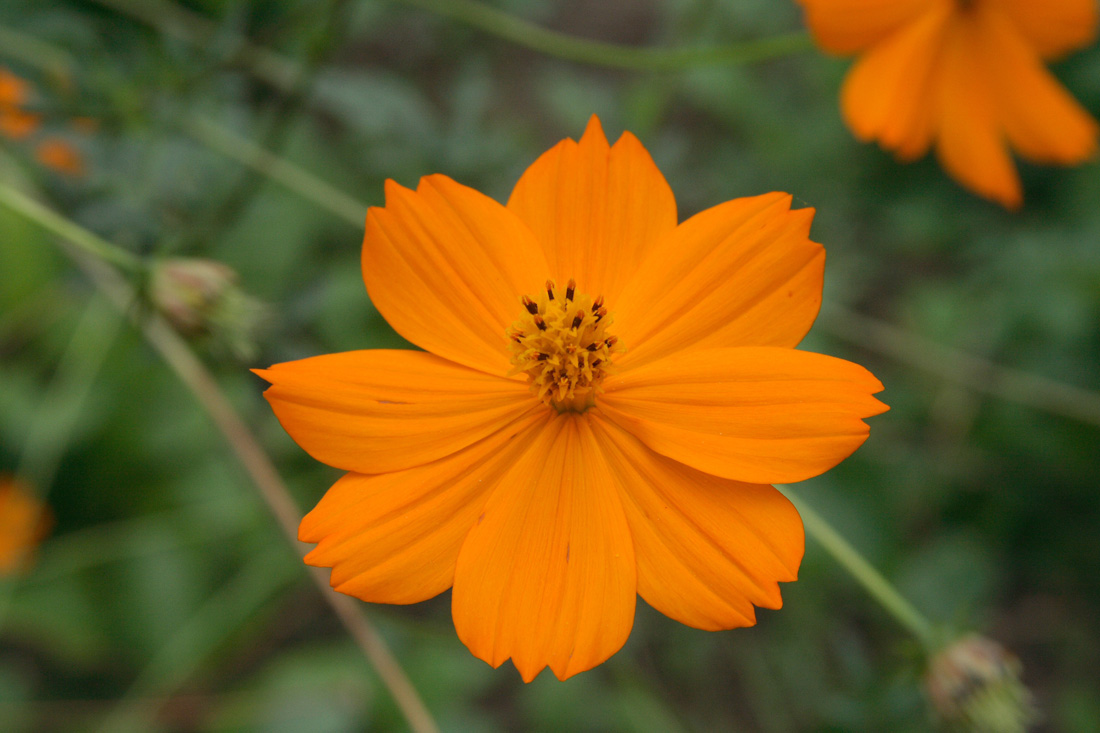 Изображение особи Cosmos sulphureus.