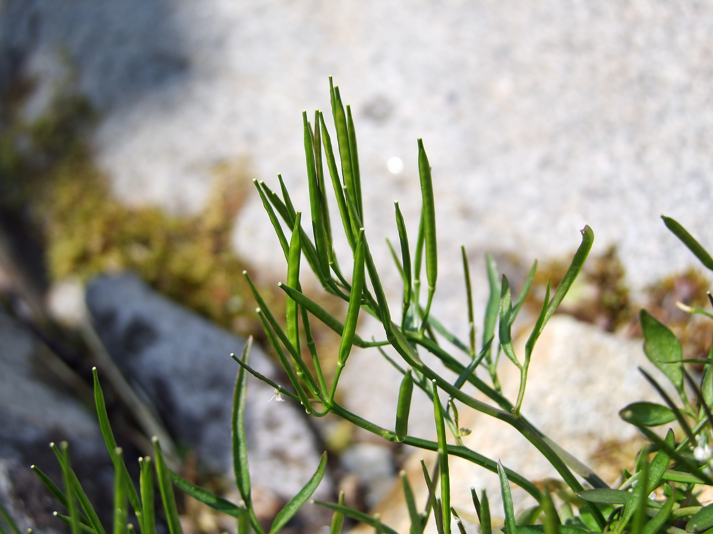 Изображение особи Cardamine umbellata.