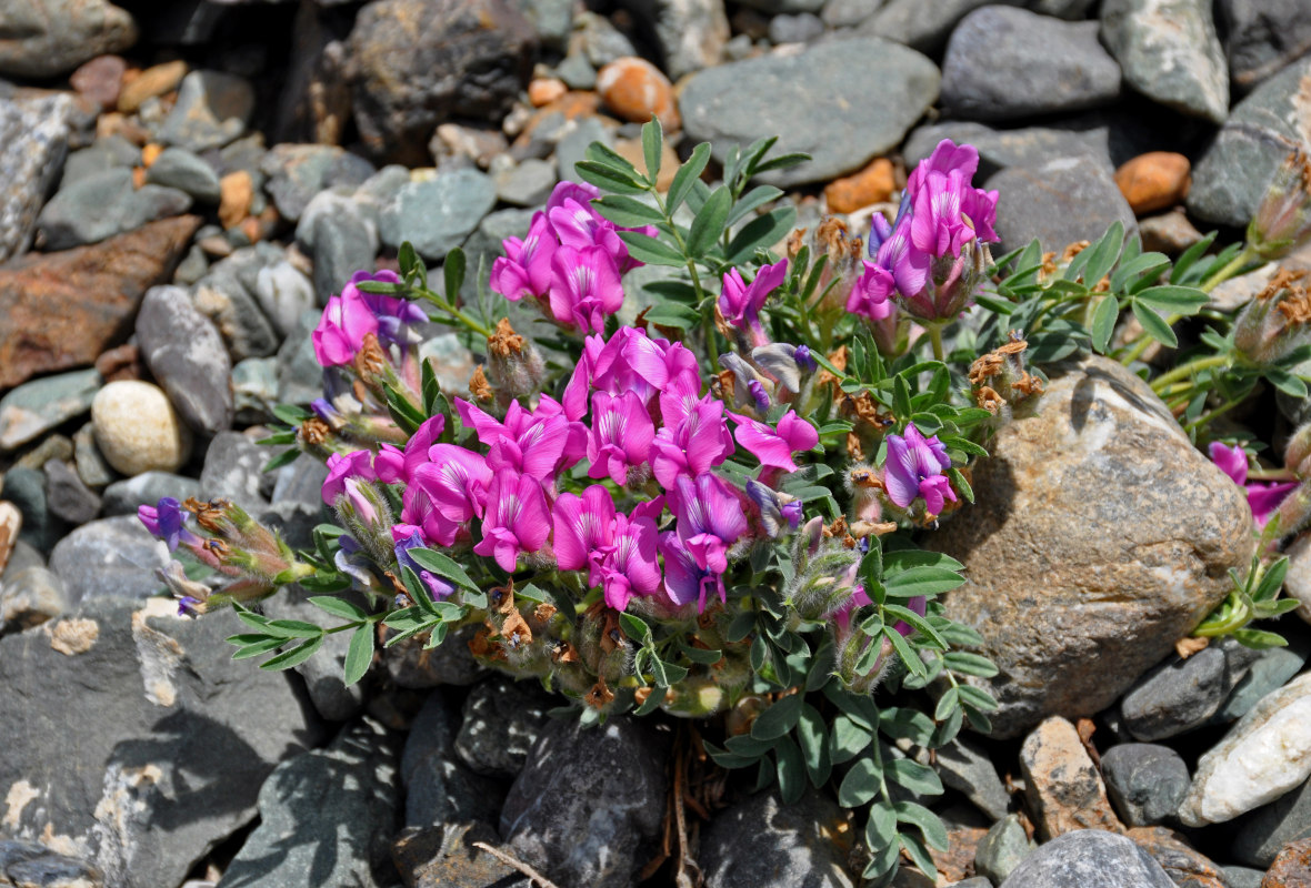 Изображение особи Oxytropis intermedia.