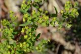 Euphorbia stricta