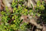 Euphorbia stricta. Верхушка веточки с плодами. Краснодарский край, Лазаревский р-н, окр. с. Ордынка, 160 м н.у.м., лес. 04.01.2020.