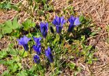 Gentiana grandiflora. Цветущие растения (слева видны листья Alchemilla и Ranunculus). Алтай, Онгудайский р-н, Семинский перевал, ≈ 1700 м н.у.м., опушка хвойного леса. 10.06.2019.