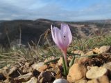 Colchicum triphyllum