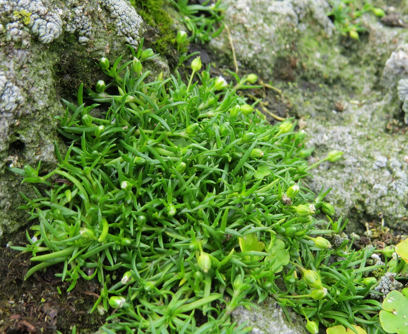 Image of Sagina saginoides specimen.