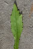 Erigeron annuus