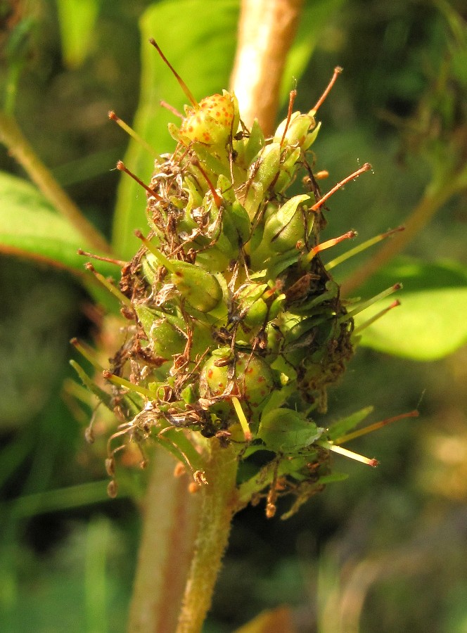 Image of Naumburgia thyrsiflora specimen.