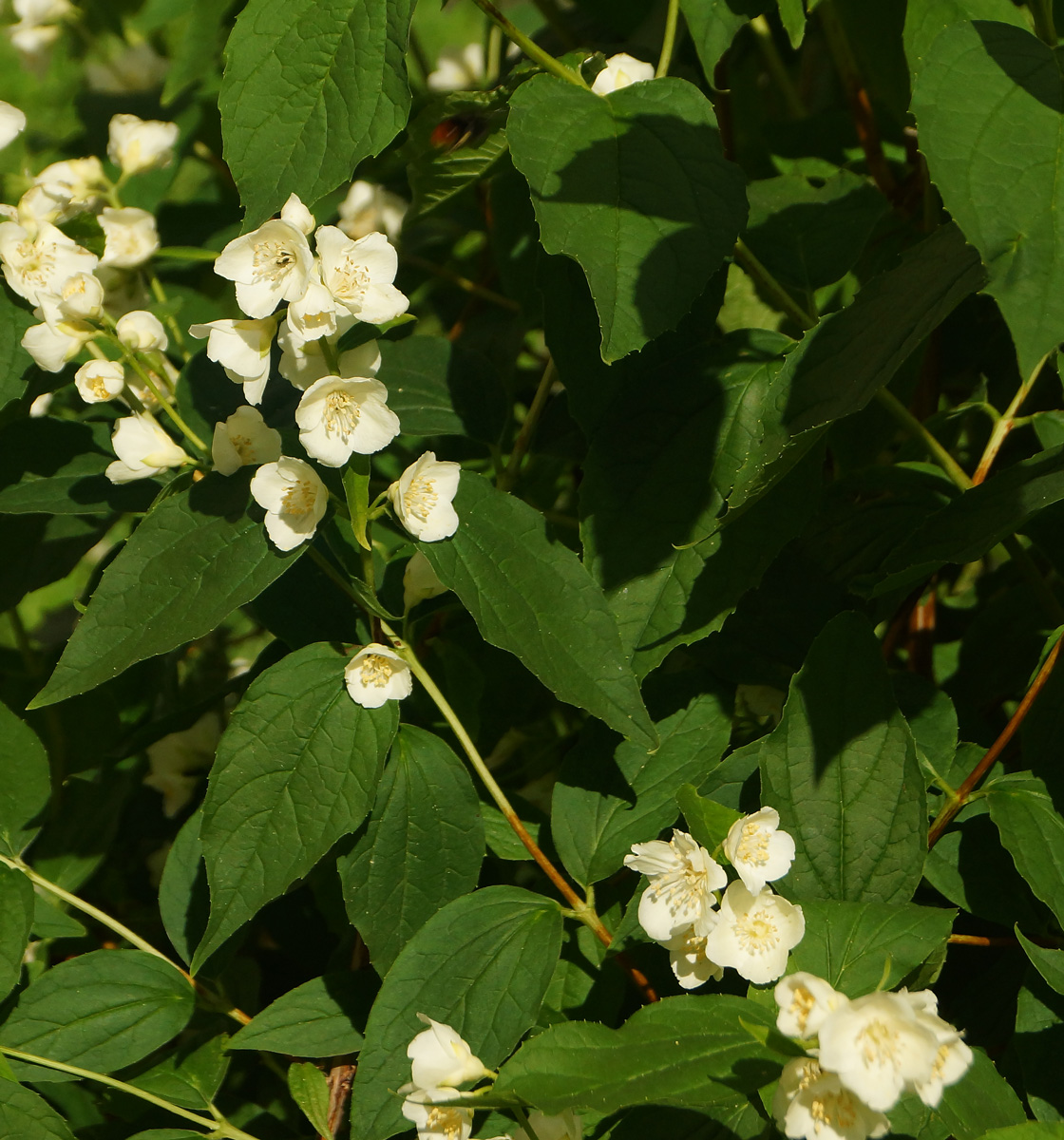 Изображение особи род Philadelphus.