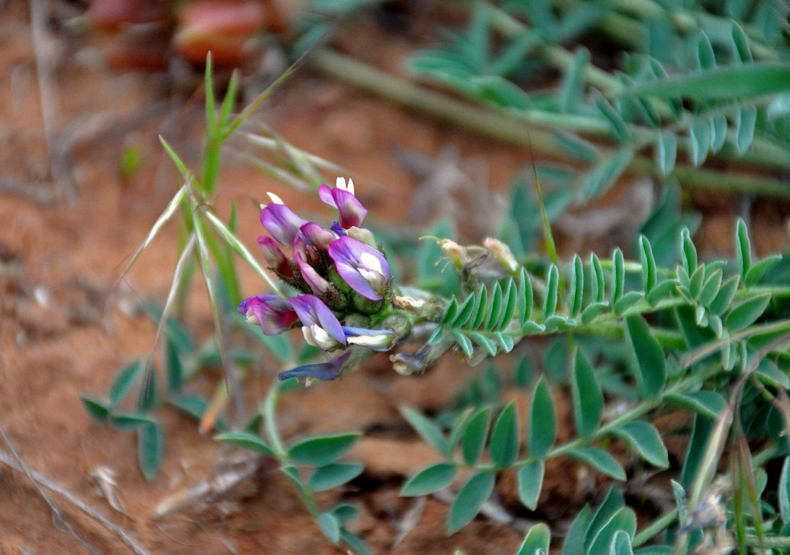 Изображение особи Astragalus physodes.