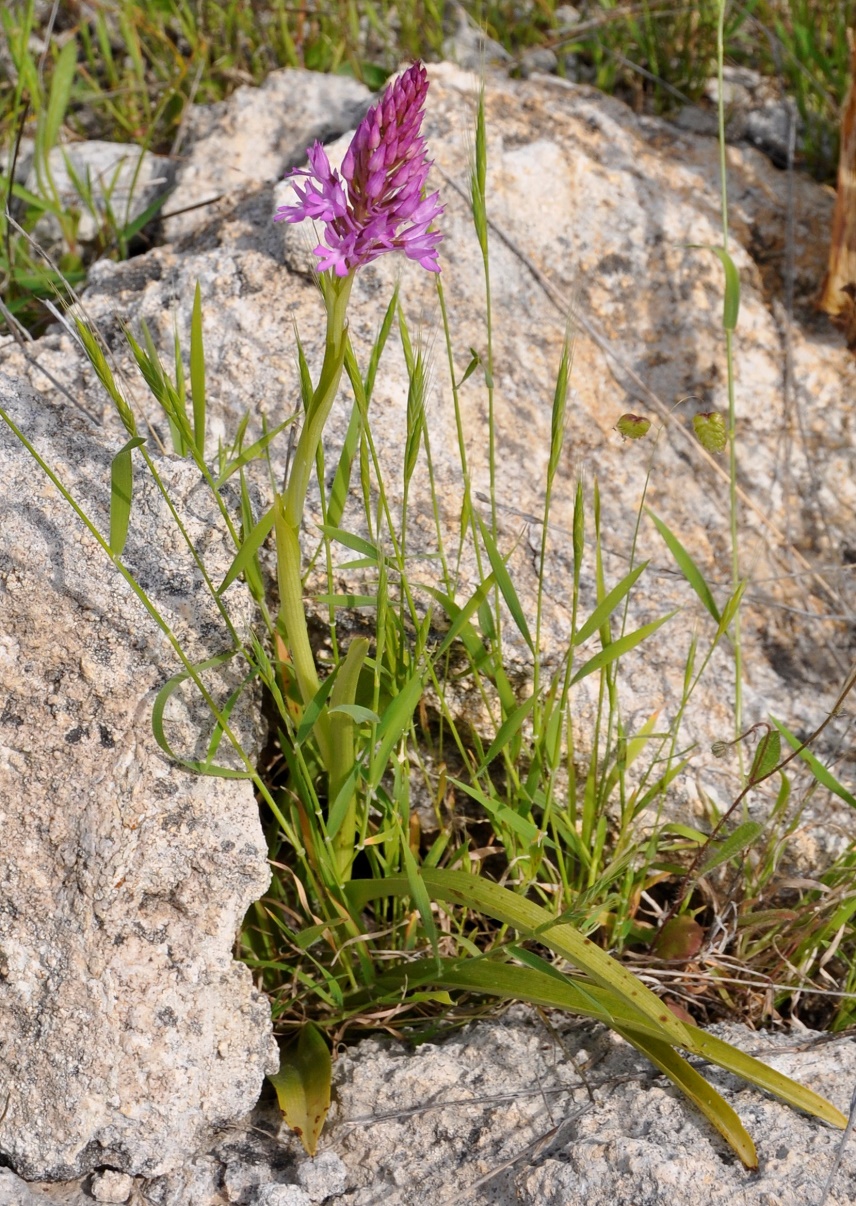 Изображение особи Anacamptis pyramidalis.