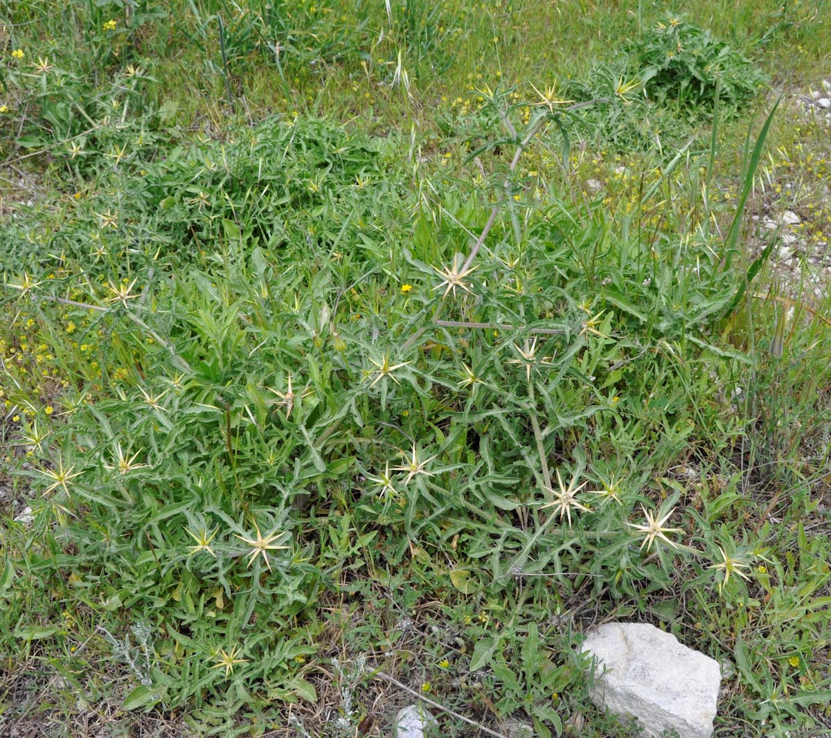Изображение особи Centaurea hyalolepis.