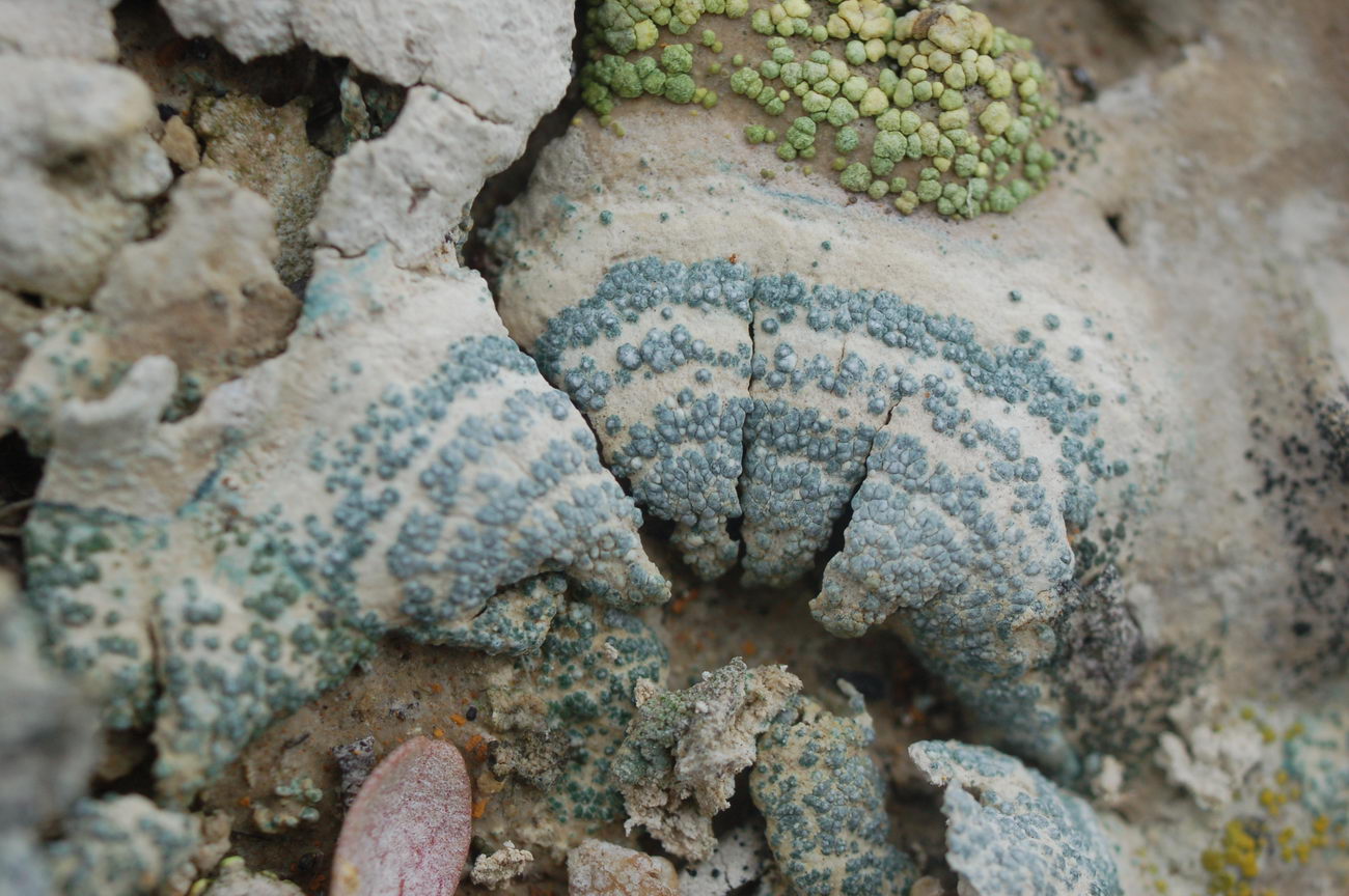 Image of genus Aspicilia specimen.