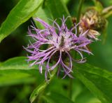 Centaurea phrygia