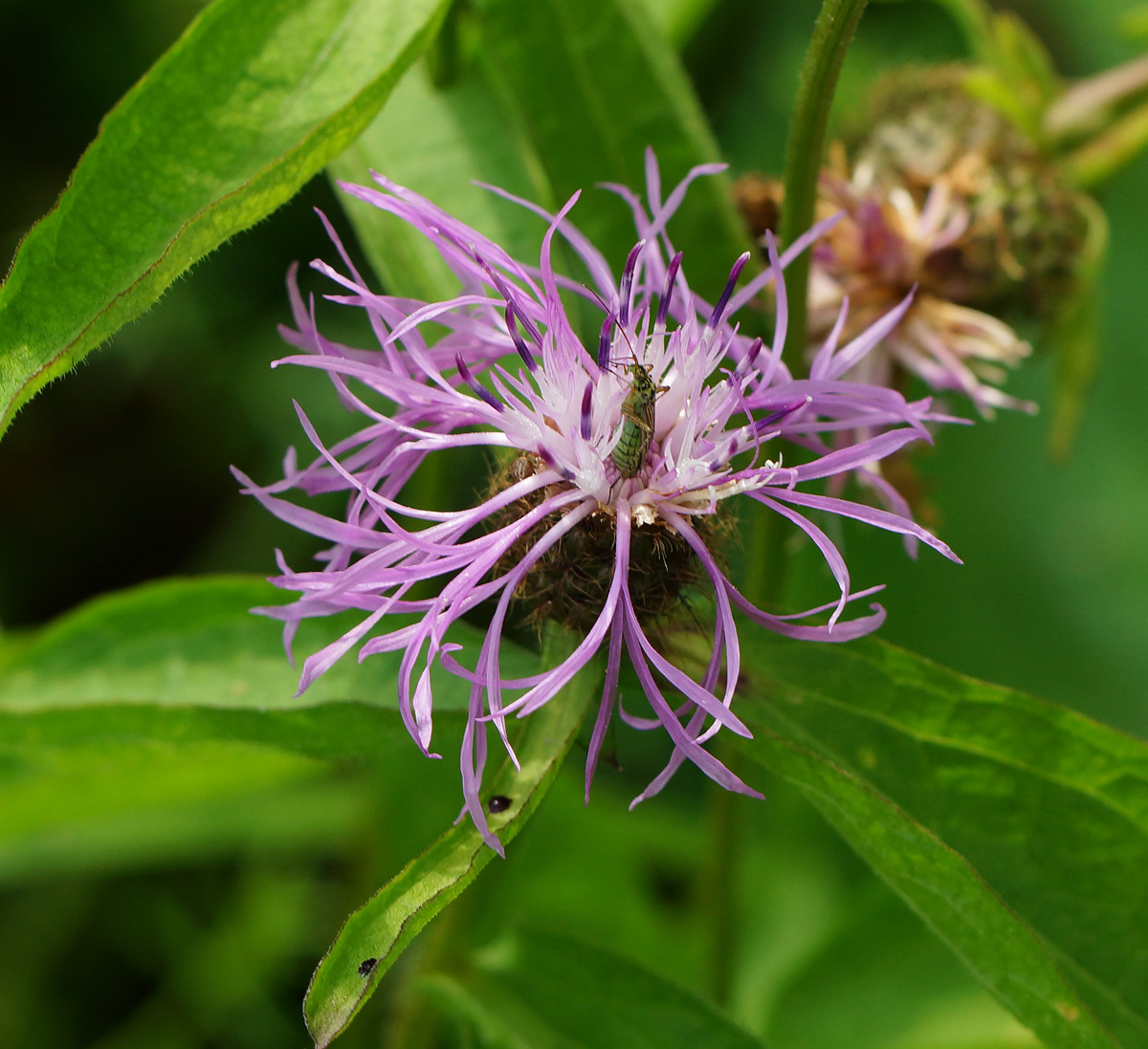 Image of Centaurea phrygia specimen.