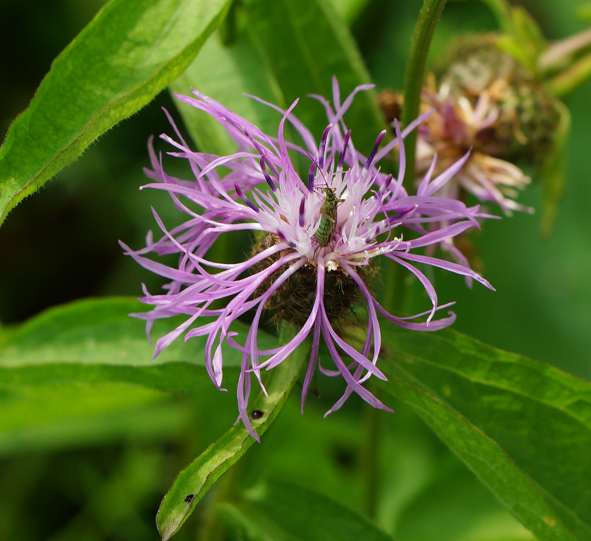 Изображение особи Centaurea phrygia.