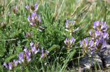 Astragalus skorniakowii