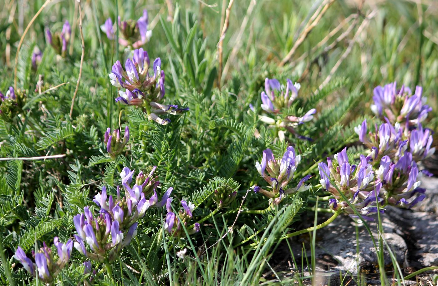 Изображение особи Astragalus skorniakowii.