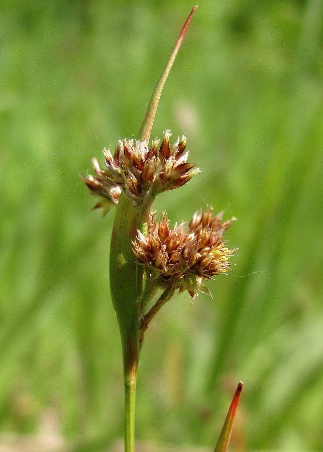 Image of Luzula multiflora specimen.