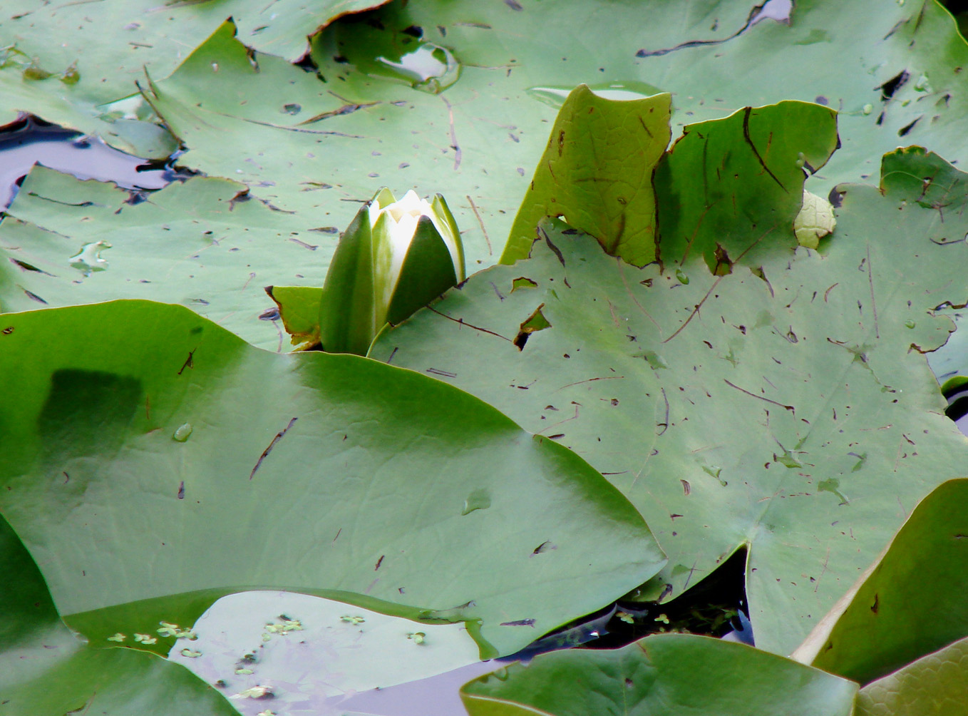 Изображение особи Nymphaea alba.