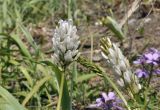 Astragalus marinus. Соцветия. Приморский край, окр. пос. Дунай, берег моря. 31.05.2020.