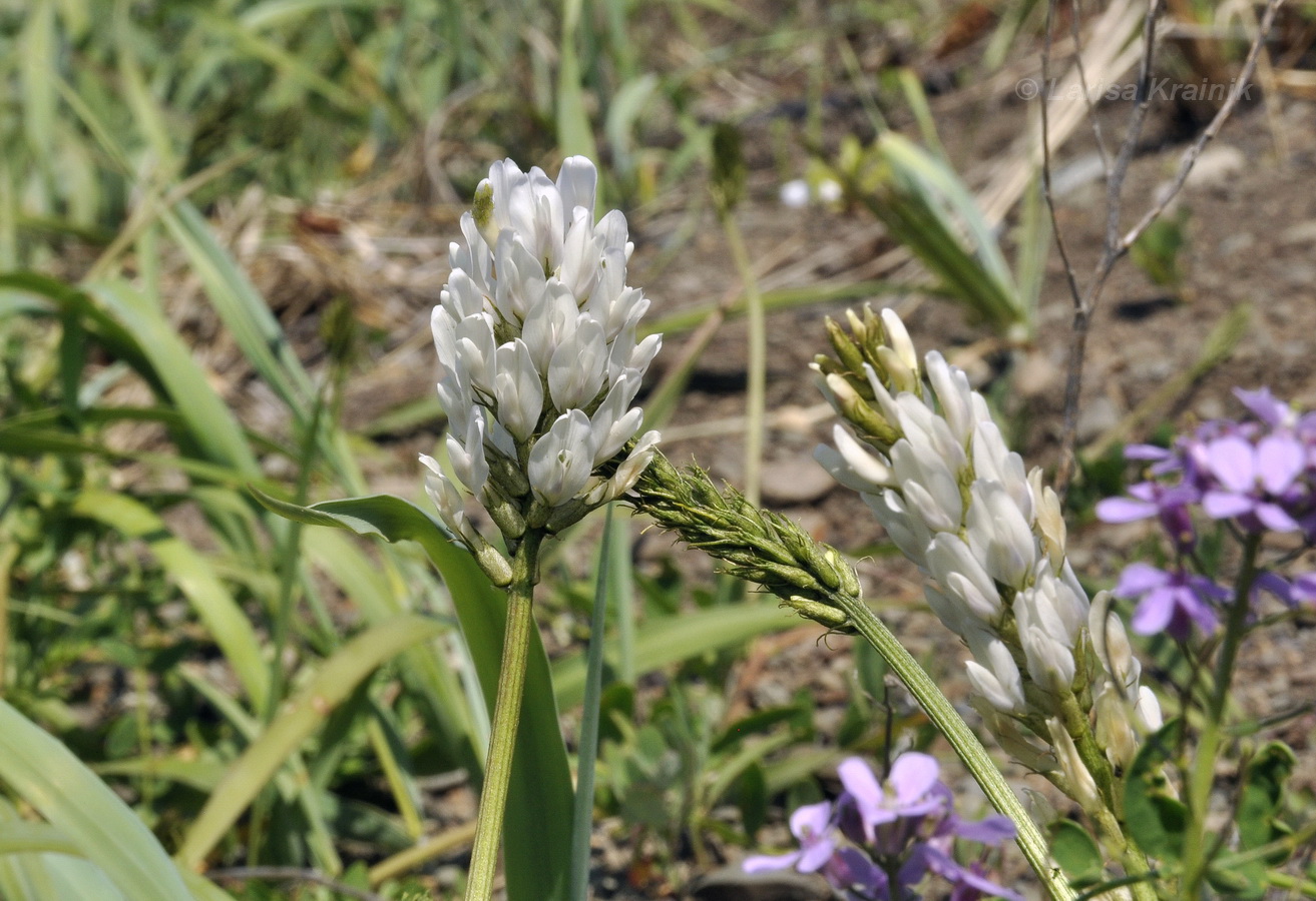 Изображение особи Astragalus marinus.