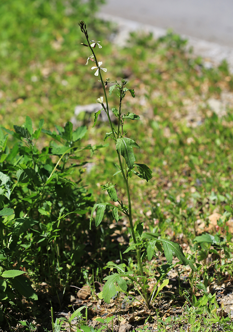 Изображение особи Eruca sativa.