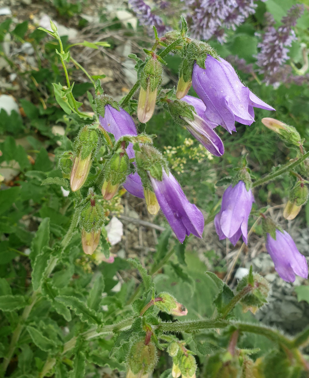 Image of Campanula komarovii specimen.