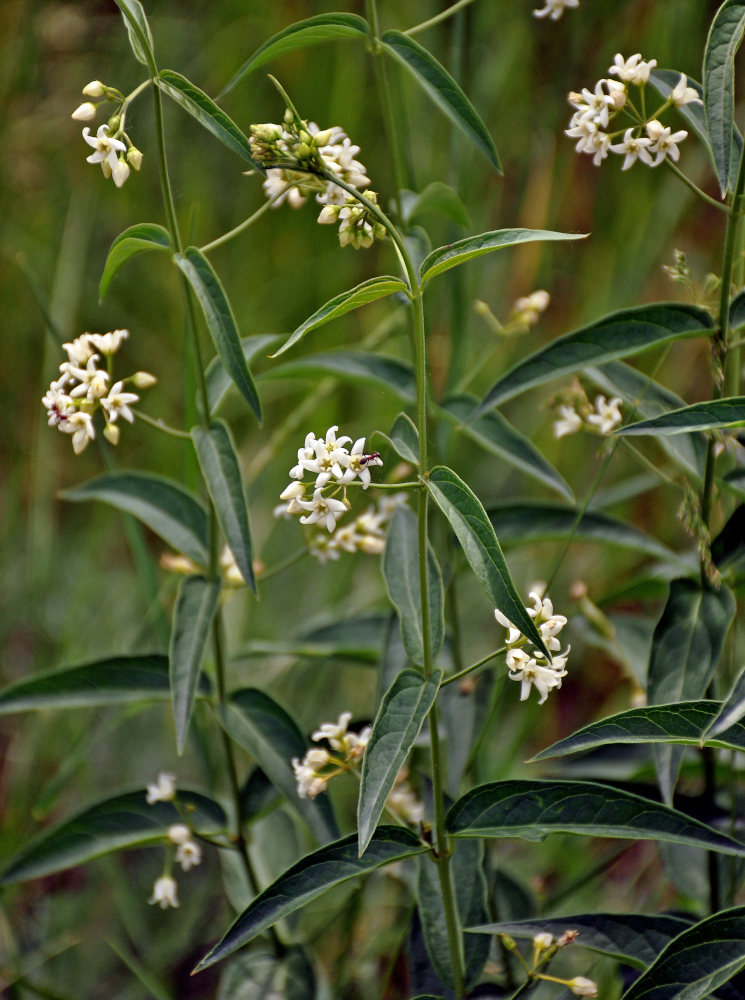 Image of Vincetoxicum hirundinaria specimen.