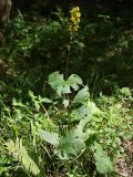 Ligularia jaluensis. Цветущее растение на опушке. Приморский край, Ольгинский р-н, окр. с. Милоградово. 11.08.2009.