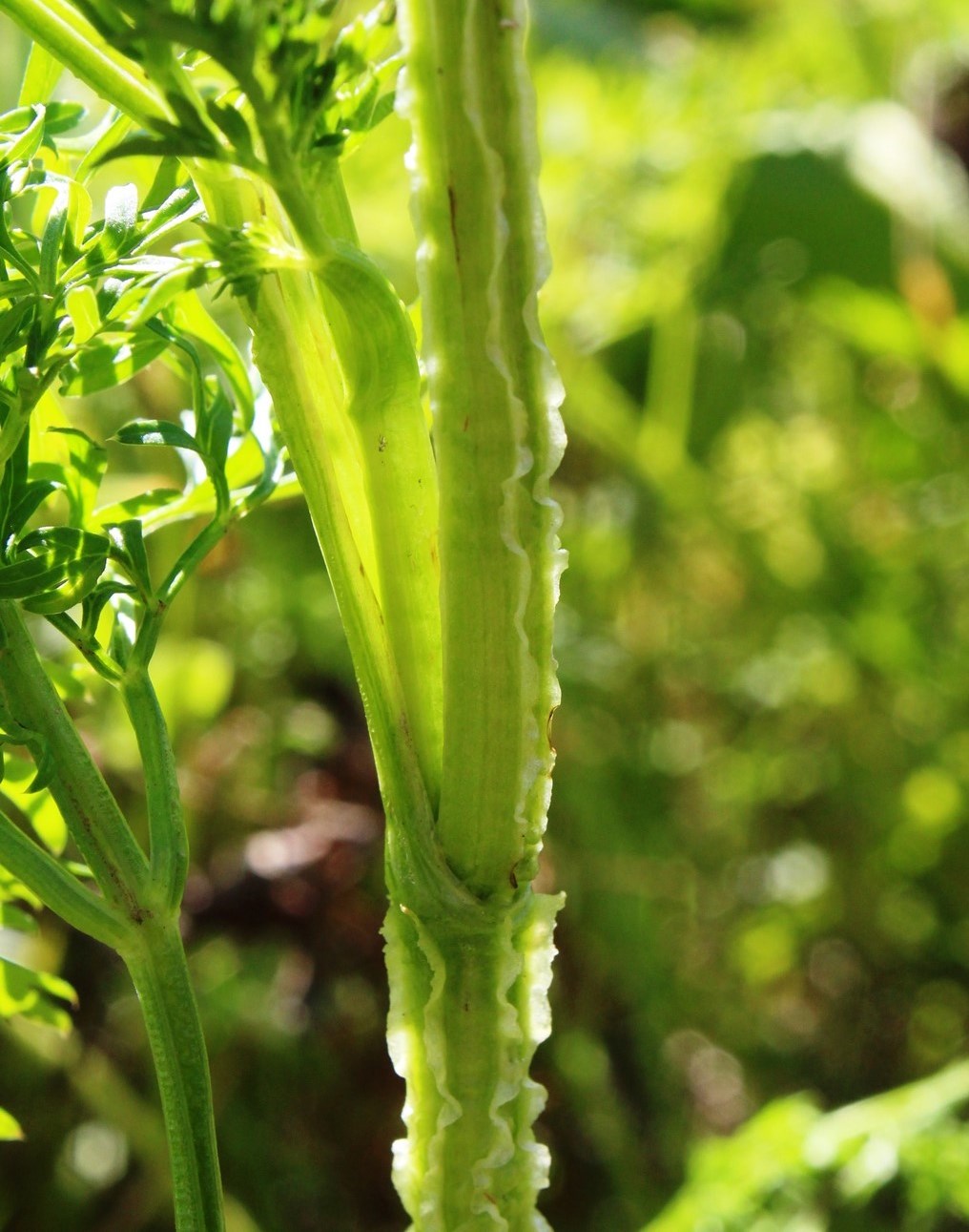 Изображение особи Selinum carvifolia.