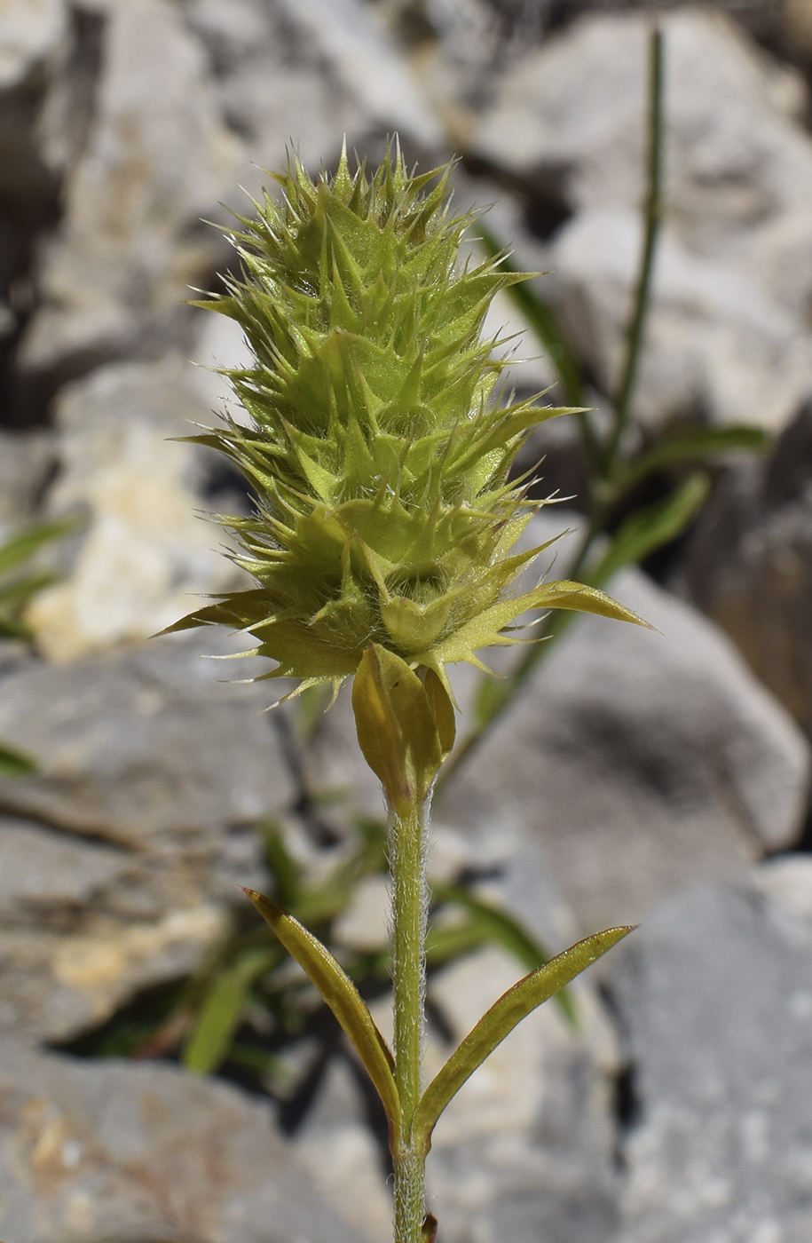 Image of Sideritis hyssopifolia specimen.