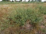 Atriplex micrantha. Цветущее растение. Украина, Запорожская обл., Гуляйпольский р-н, г. Гуляйполе, берег р. Гайчур, луговая степь. 21.08.2020.