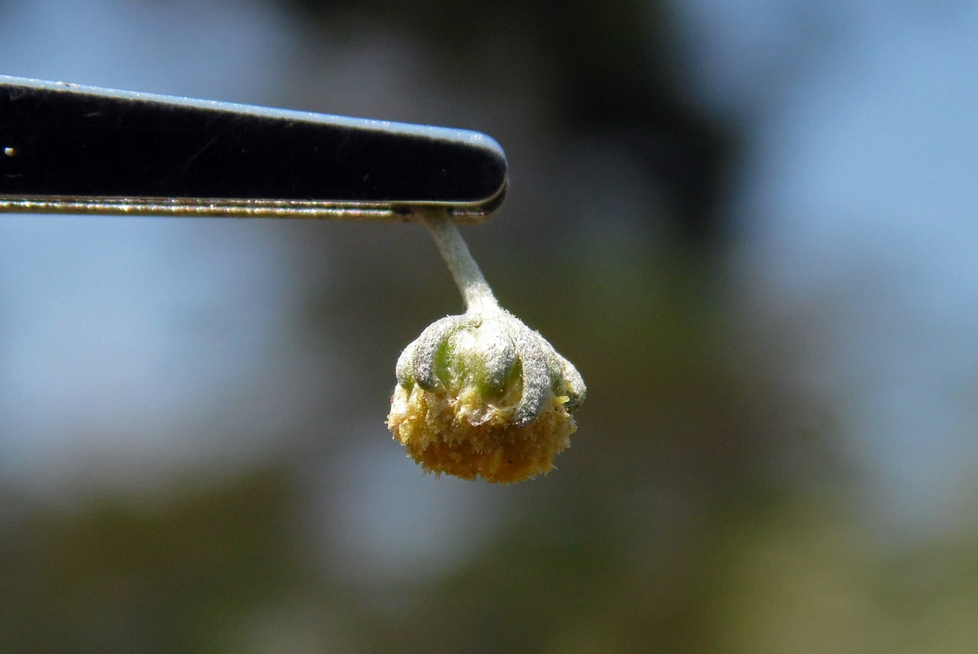 Image of Artemisia absinthium specimen.