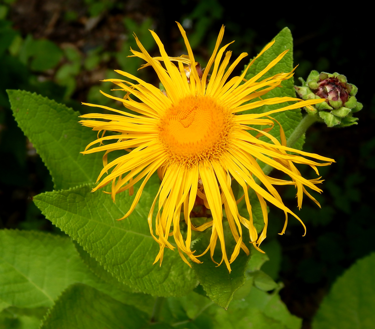 Изображение особи Inula magnifica.