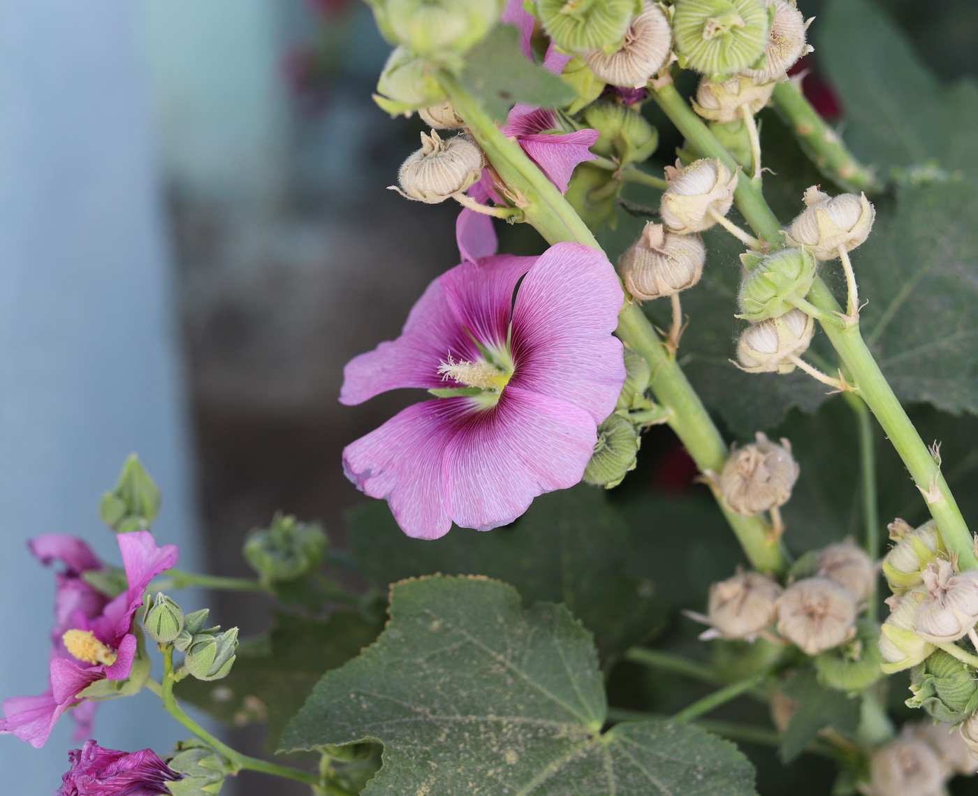 Image of Alcea nikitinii specimen.