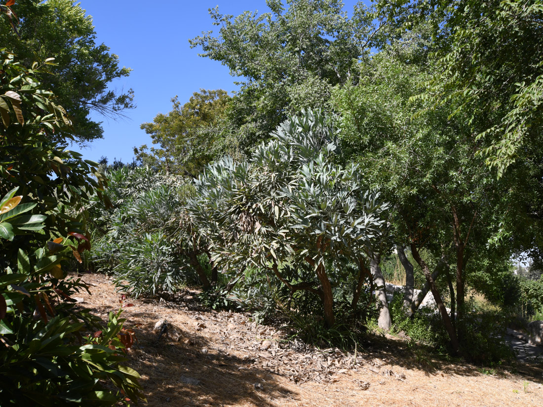 Image of Cussonia paniculata specimen.