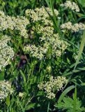 Cardaria draba