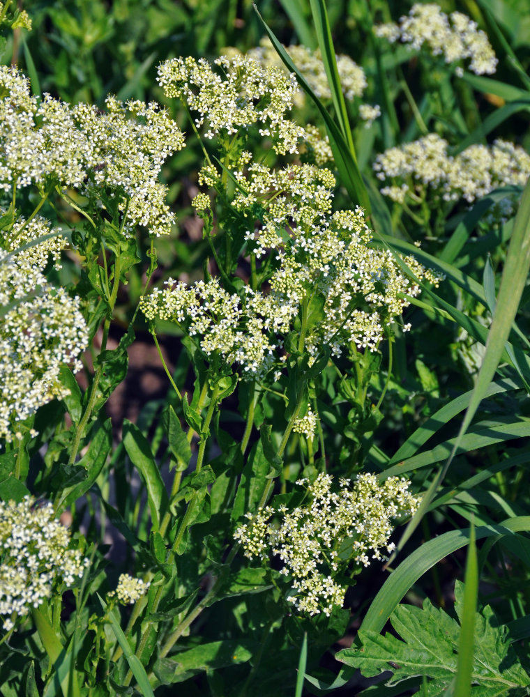 Image of Cardaria draba specimen.