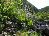 Delphinium brachycentrum. Цветущее растение. Камчатский край, Елизовский район, комплексный памятник природы гора Зайкин мыс, луг. 23.07.2009.