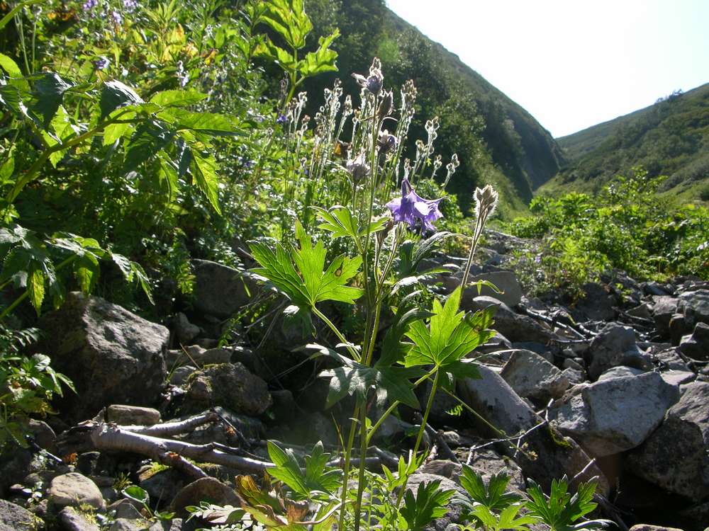 Изображение особи Delphinium brachycentrum.