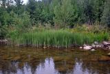 Equisetum fluviatile. Вегетирующие растения. Челябинская обл., Катав-Ивановский р-н, долина р. Тюлюк, в воде у берега. 19.07.2020.