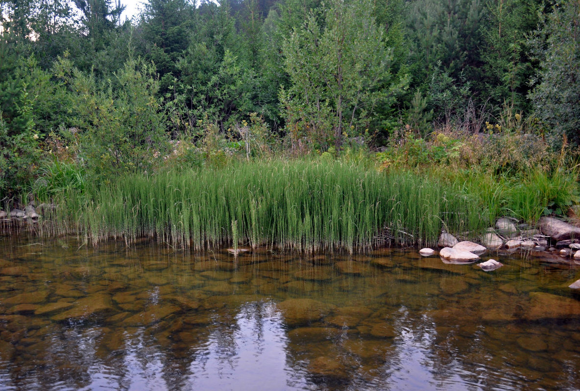 Изображение особи Equisetum fluviatile.