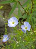 Linum komarovii. Цветки. Красноярский край, Эвенкийский р-н, государственный природный заповедник \"Тунгусский\", окр. кордона \"Чамба\", каменистый берег р. Подкаменная Тунгуска. 06.07.2013.