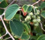 Corylopsis sinensis. Соплодие и листья. Нидерланды, Южная Голландия, г. Делфт, ботанический сад Делфтского технического университета (TU Delft). Август.