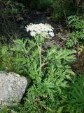 Heracleum lehmannianum. Цветущее растение. Узбекистан, хребет Нуратау, Нуратинский заповедник, урочище Хаятсай, берег горной речки, около 1300 м н.у.м. 02.06.2013.