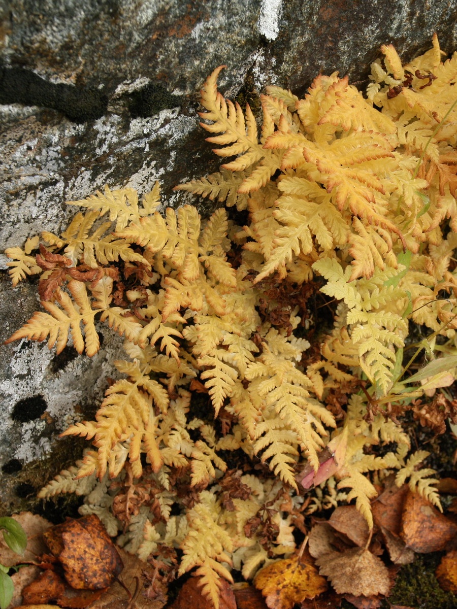 Image of Phegopteris connectilis specimen.