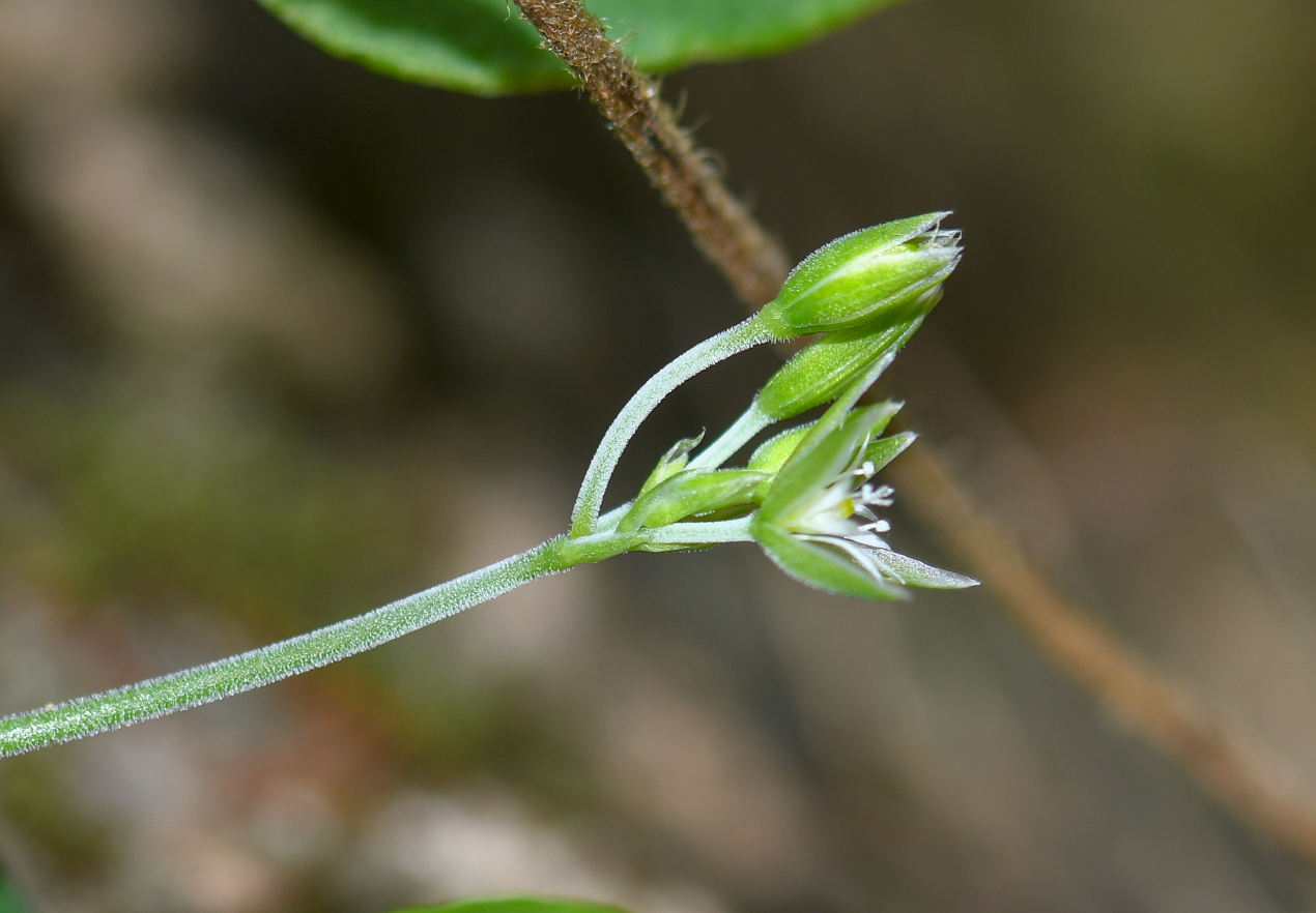 Image of Drymaria cordata specimen.