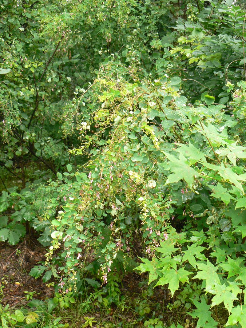 Image of Lespedeza bicolor specimen.