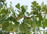 Ginkgo biloba. Часть веточки с листьями. Краснодарский край, Ленинградский (Уманский) р-н, станица Ленинградская, парк. 16.06.2019.