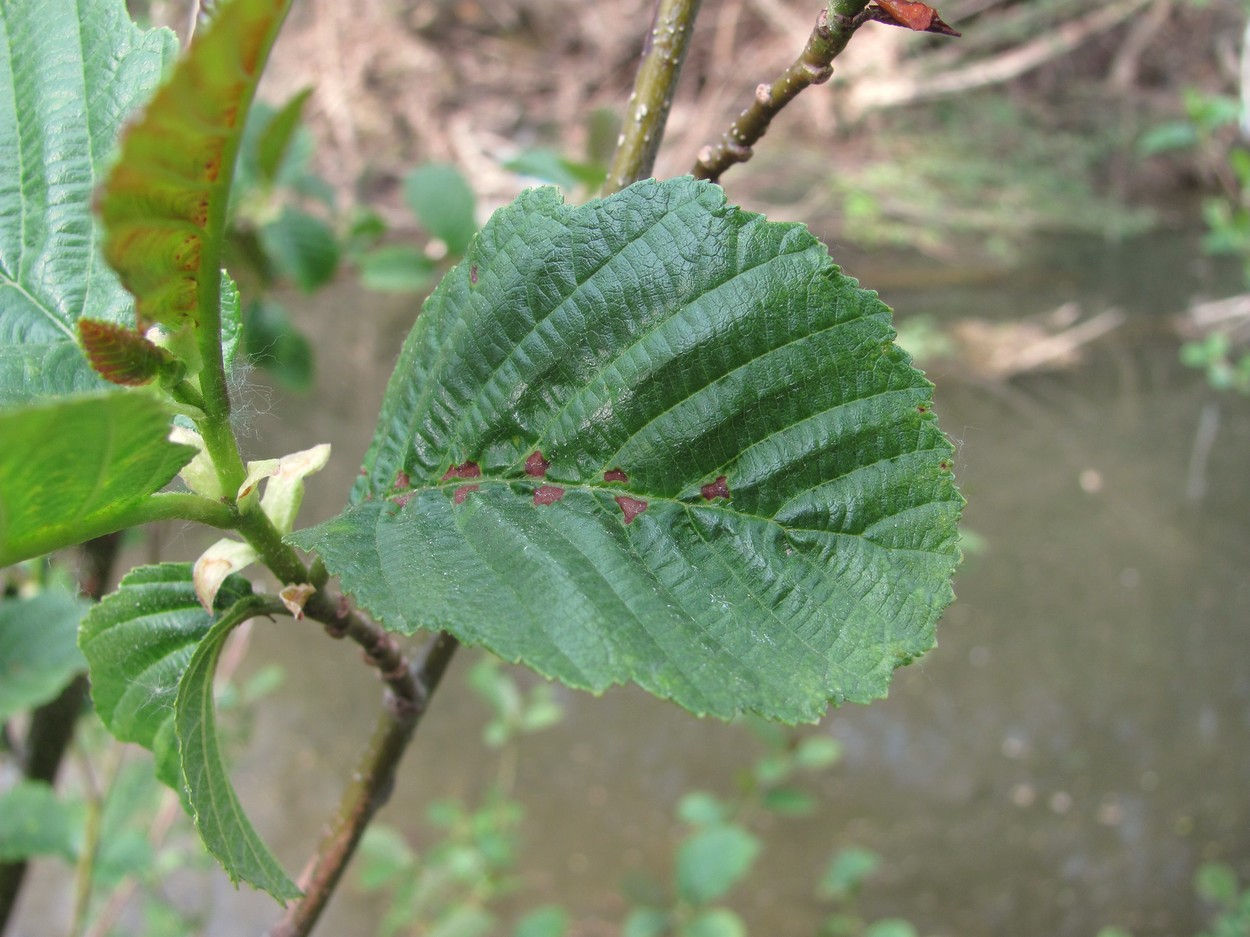 Image of Alnus barbata specimen.