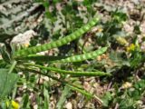 Lotus ornithopodioides. Соплодие. Греция, о. Родос, г. Родос, Родосская крепость (Дворец великих магистров), у края пешеходной дорожки. 8 мая 2011 г.
